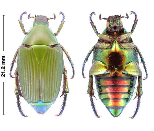 Phaenomeris sp.